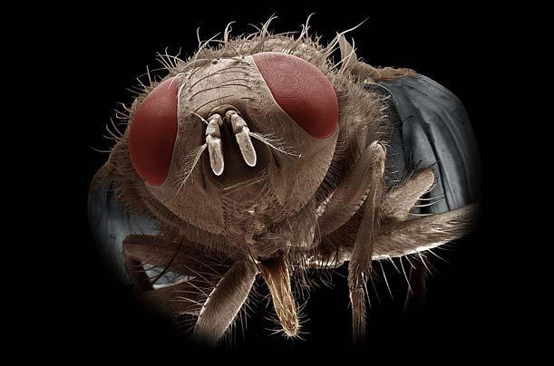 Böcek dünyasına YAKINDAN bir bakış