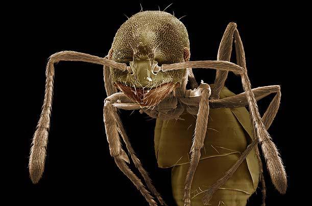 Böcek dünyasına YAKINDAN bir bakış