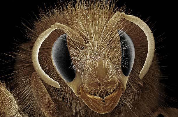 Böcek dünyasına YAKINDAN bir bakış