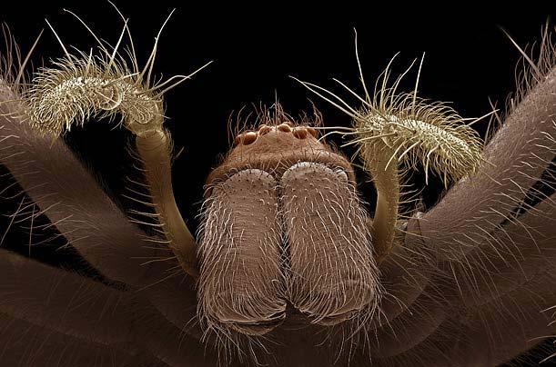 Böcek dünyasına YAKINDAN bir bakış