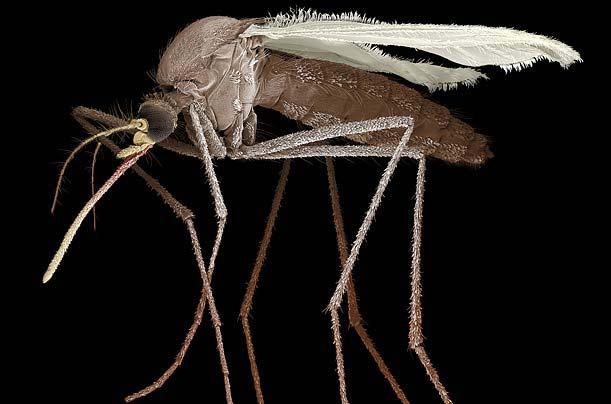 Böcek dünyasına YAKINDAN bir bakış