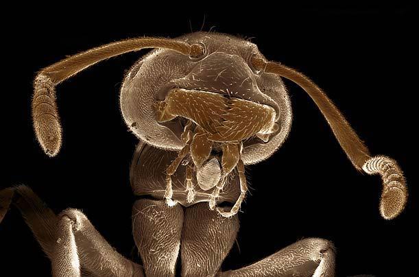 Böcek dünyasına YAKINDAN bir bakış