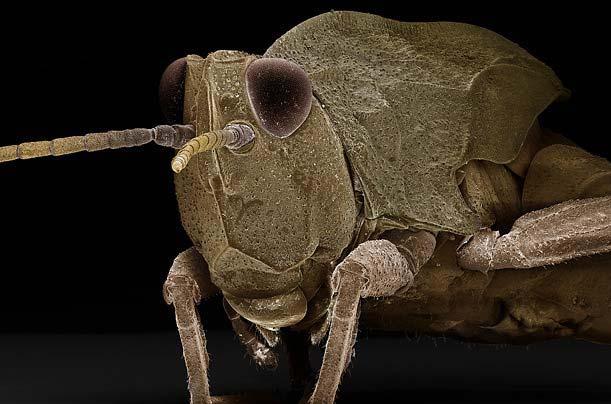 Böcek dünyasına YAKINDAN bir bakış