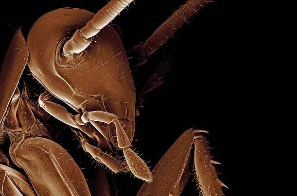 Böcek dünyasına YAKINDAN bir bakış