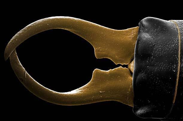 Böcek dünyasına YAKINDAN bir bakış