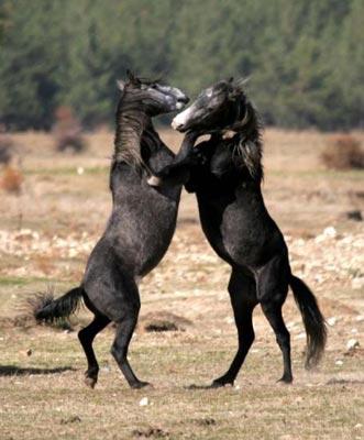 2007'ye damgasını vuran fotoğraflar - Resim 63