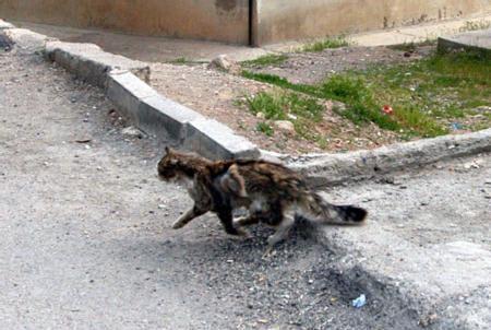 Tunceli'yi şaşırtan kedi - Resim 5