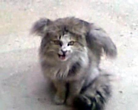Tunceli'yi şaşırtan kedi - Resim 2