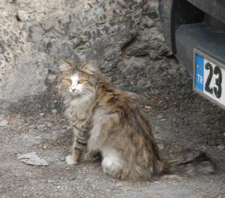 Tunceli'yi şaşırtan kedi - Resim 3