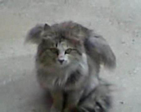 Tunceli'yi şaşırtan kedi - Resim 1