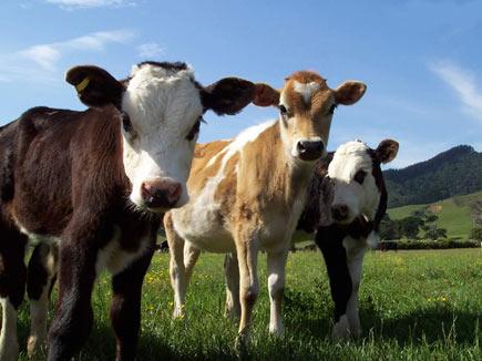 Gelecekte yaşanabilecek 4 ülke 