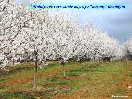 Meyvelerin En Güzeli - Resim 10