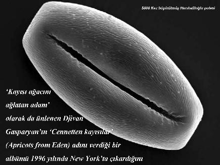 Meyvelerin En Güzeli - Resim 7