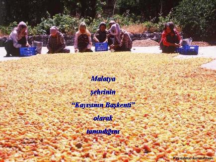 Meyvelerin En Güzeli - Resim 16