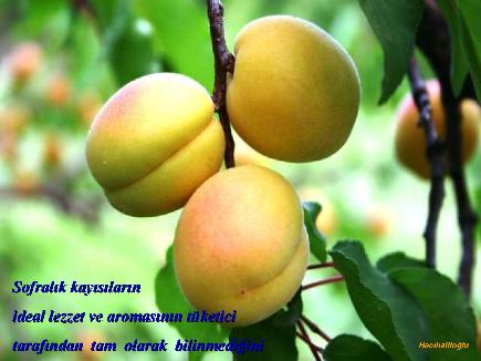 Meyvelerin En Güzeli - Resim 19