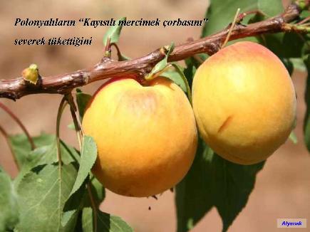 Meyvelerin En Güzeli - Resim 11