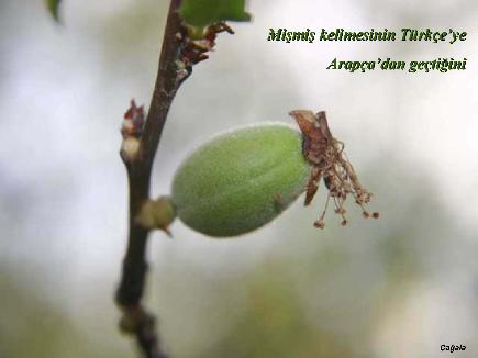 Meyvelerin En Güzeli - Resim 3