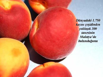 Meyvelerin En Güzeli - Resim 18
