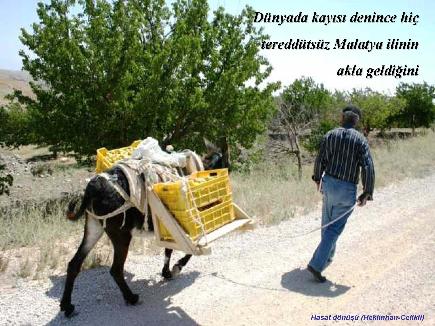Meyvelerin En Güzeli - Resim 22