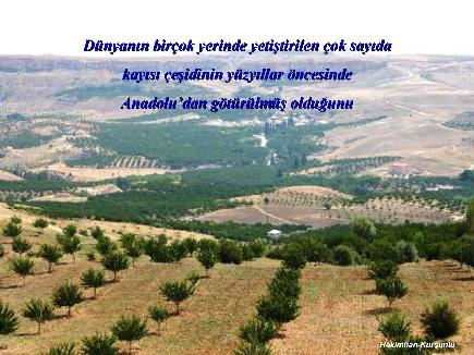 Meyvelerin En Güzeli - Resim 21