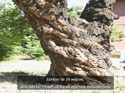 Meyvelerin En Güzeli - Resim 15