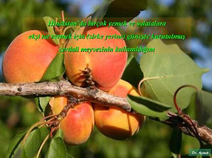 Meyvelerin En Güzeli - Resim 14