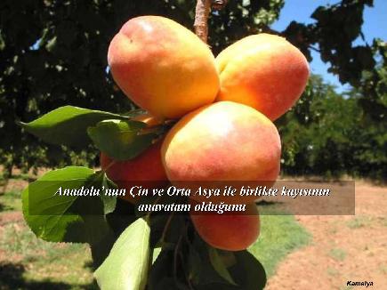 Meyvelerin En Güzeli - Resim 9