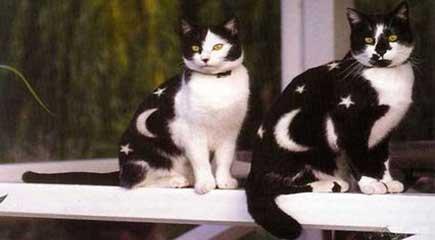 Sabah'tan BOYALI KEDİ gafı