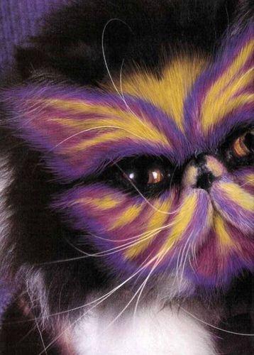 Sabah'tan BOYALI KEDİ gafı