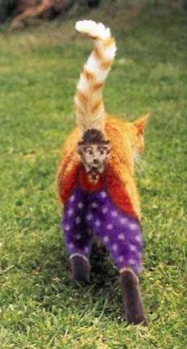 Sabah'tan BOYALI KEDİ gafı