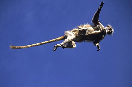 Vahşi hayatın en güzel fotoğrafları - Resim 14