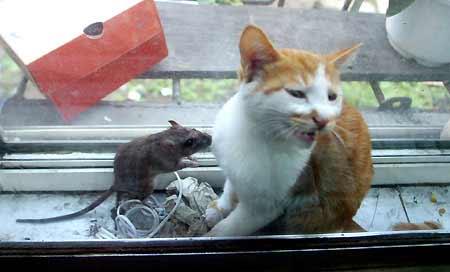 Kedi fare dostluğu - Resim 2