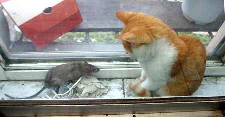 Kedi fare dostluğu - Resim 4