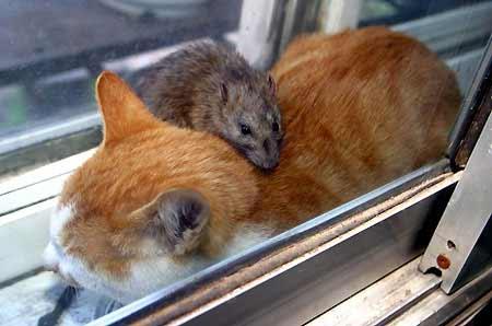 Kedi fare dostluğu - Resim 7