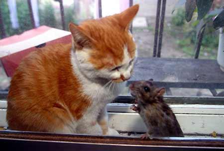 Kedi fare dostluğu - Resim 3