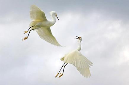 Doğadan ÖDÜLLÜ FOTOĞRAFLAR - Resim 12