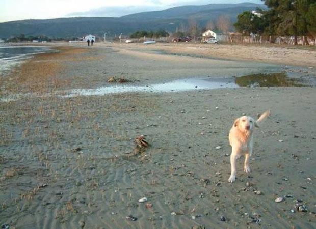 Deniz 50 metre çekildi - Resim 5