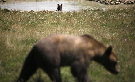 2008'in ödüllü hayvan fotoğrafları - Resim 32