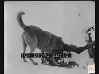 Sarıkamış'ta kahreden trajedi