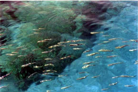 En güzel deniz fotoğrafları