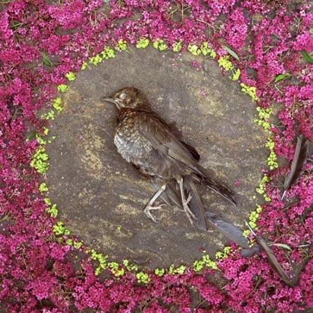 2009'un Ödüllü Fotoğrafları - Resim 2