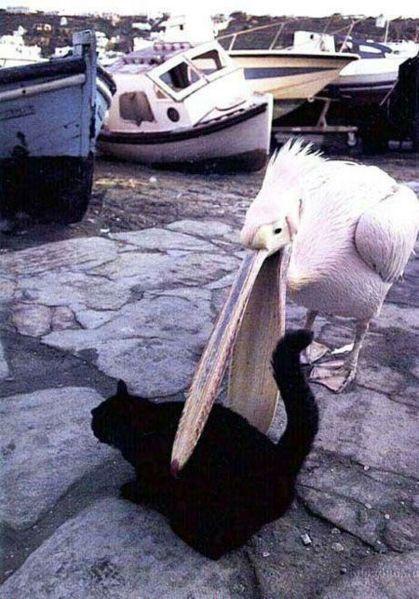 Aç gözlülüğün fotoğrafı - Resim 1