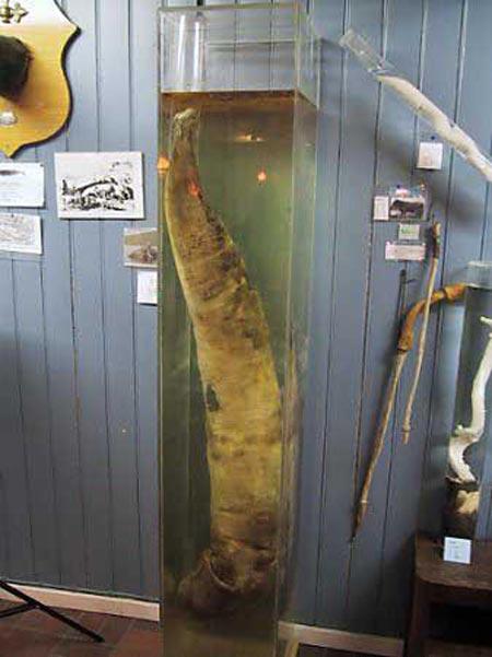 Penis müzesi - Resim 14