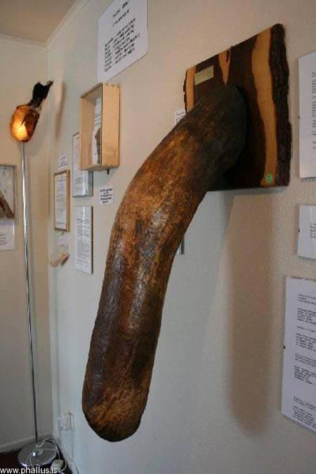Penis müzesi - Resim 16