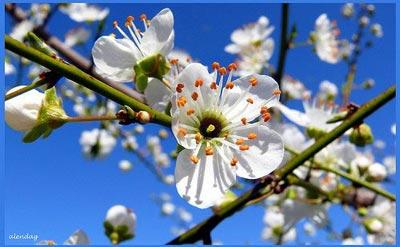 En güzel bahar fotoğrafları
