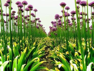 En güzel bahar fotoğrafları