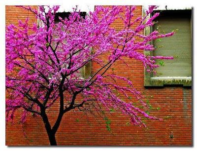 En güzel bahar fotoğrafları