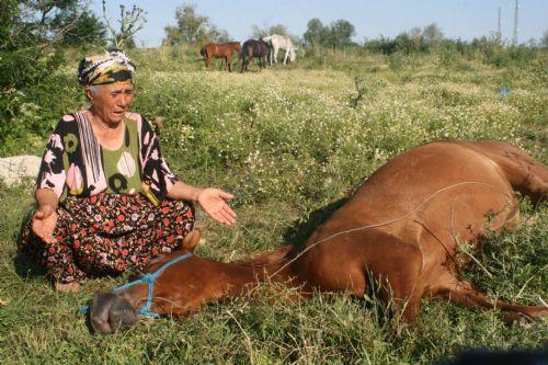 Ata tecavüz edip öldürdüler