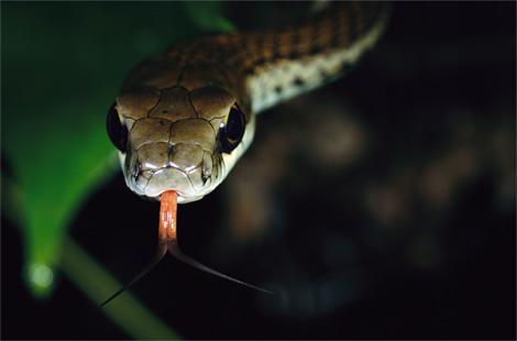 Sürüngenler Alemi - Resim 29