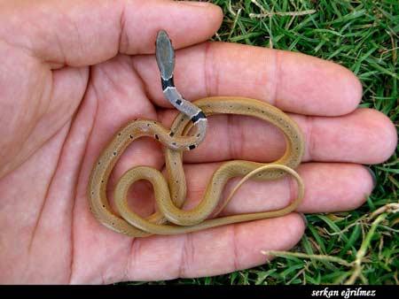 Doğanın objektiflere yansıması